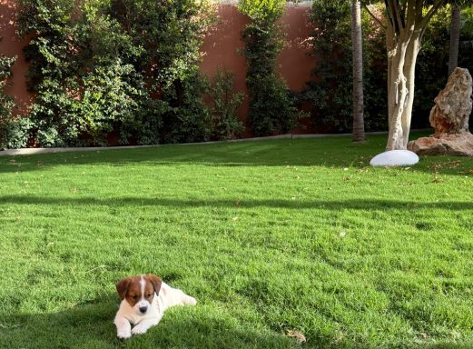 Un perro de raza pequeña tumbado sobre un césped verde en un jardín soleado.